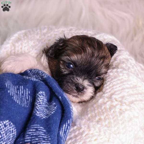 Mickey, Teddy Bear Puppy